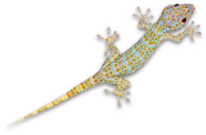 Windows Gadget Gecko