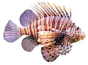 Rotfeuerfisch - mi phid heisst gefährlich.